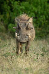Common warthog stands on grass facing camera