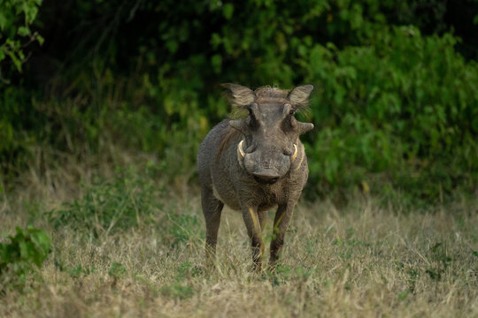 Common warthog stands watching camera near bushes