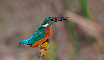 colorful bird trying to swallow the fish it caught, Common Kingfisher, Alcedo atthis