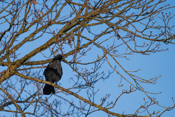 a raven, corvus corax, perching on a maple tree at a winter day