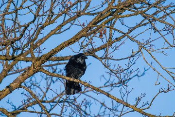 a raven, corvus corax, perching on a maple tree at a winter day