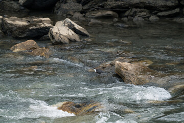 a white-throated dipper, cinclus cinclus, perched on a stone in a mountain creek at a winter day