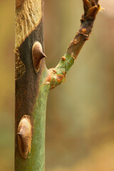 Stem with thorns of a rose. The picture is supposed to resemble a cactus.