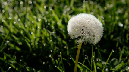 Pusteblume