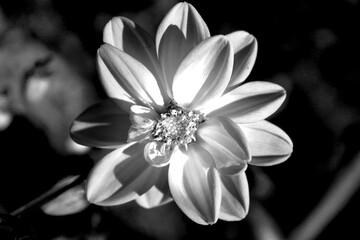 Flowers in the garden