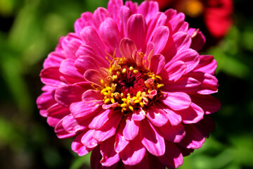 Fototapeta premium Flowers in the garden