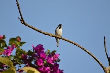 bird on a branch