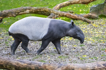 A young tapir walking, cute animal
