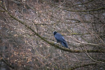a raven, corvus corax, perching on a maple tree at a winter day