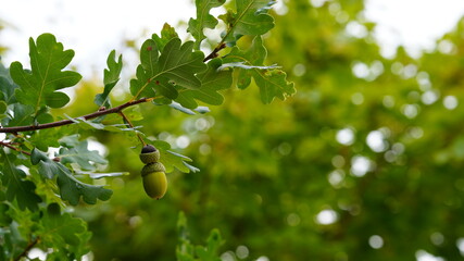 Eichel am Baum im Herbst