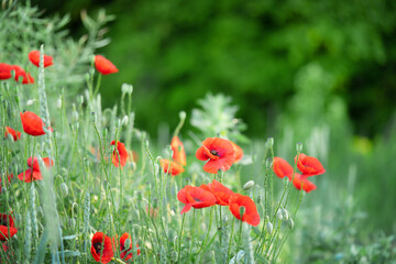 Poppy flowers background on green meadow.