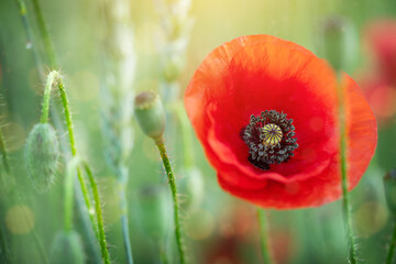 Wild red poppy flower on natural green sunny background.