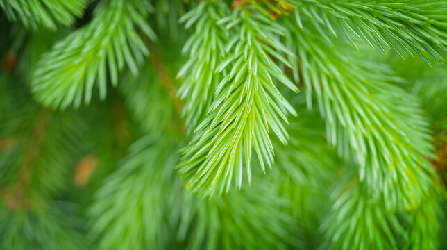 Close Up Shot Of Spruce Shoots Growth. Spring Background