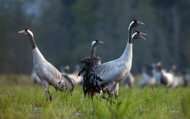 Common crane (Grus grus) in the wild. Early morning on swamp erens.