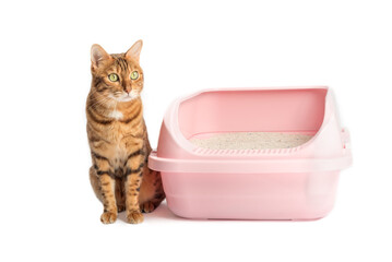 A Bengal cat sits next to a plastic toilet with bentonite filling.
