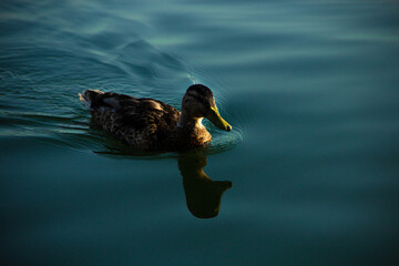 Duck swimming © D