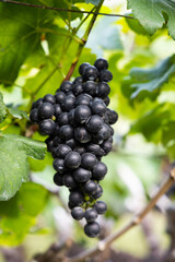 Bunch of red wine grapes.