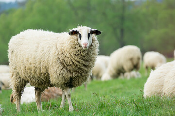 Isolated shot of a domestic sheep with lots of wool in a green meadow looking at you