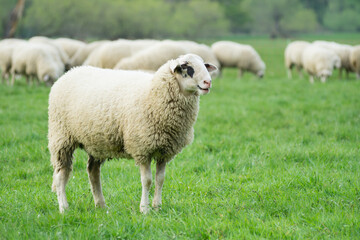 Isolated shot of a domestic sheep with lots of wool in a green meadow