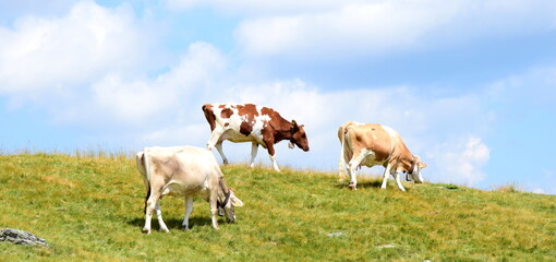 Fototapeta na wymiar Drei braunweiße Kühe auf einer Almwiese im Sommer in Südtirol mit blauen Himmel im Hintergrund