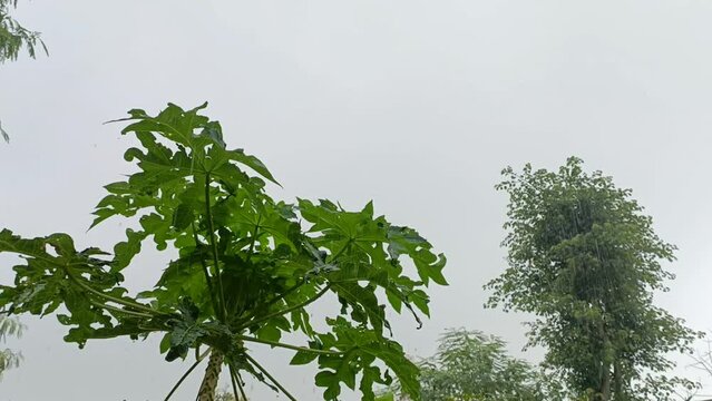 rain for sleeping
