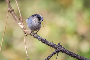 Long-tailed tit perched on a branch with moss in its beak