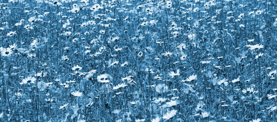 Blumenwiese in Blau und Weiß, abstrakt für Cover, Banner und als Hintergrund, Abstrakter...