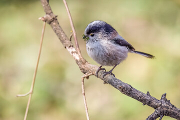 Long-tailed tit perched on a branch with moss in its beak