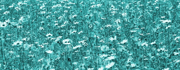 Blumenwiese in Blau und Weiß, abstrakt für Cover, Banner und als Hintergrund, Abstrakter Hintergrund in Blau, Blumenwiese abstrakt	
