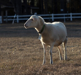 Obraz na płótnie Canvas Katahdin sheep named daisy in a pasture