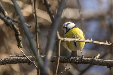 Blue tit perched on a branch 