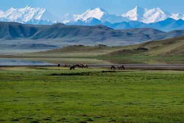 A herd of free horses grazes on the shore of a high mountain lake