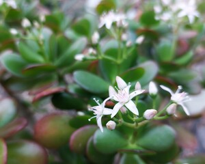 Close up of flowers of the jade plant (Crassula ovata), a common houseplant