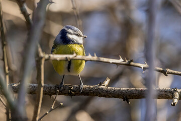 Blue tit perched on a branch 