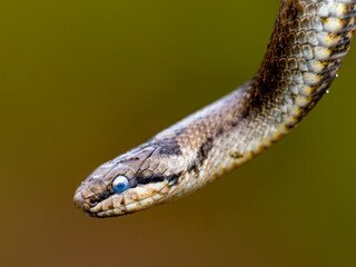 Close up of a Smooth Snake