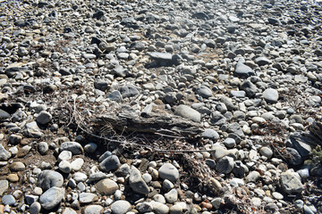 Driftwood on Low Frozen Riverbed Grant Colorado 