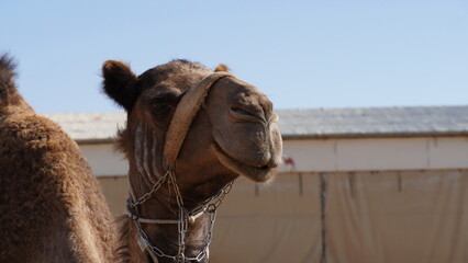 Camel in Negev Desert, Israel, close to Mamshit National Park