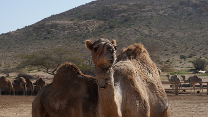 Two camels or one, funny close up. Camel in Negev Desert, Israel