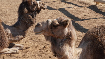 Camels in Negev Desert, Israel, close to Mamshit National Park