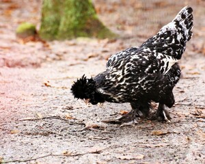 Mottled Houdan chicken hen looking for food on the ground