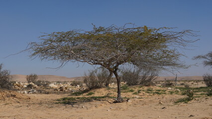Vachellia tortilis, widely known as Acacia tortilis  is the umbrella thorn acacia, also known as umbrella thorn and Israeli babool. Negev desert, Israel