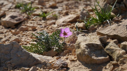 Blossom of Erodium crassifolium flower, Negev desert, Israel.