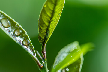 The budding of a branch in spring