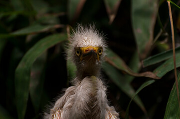 Baby of a great white egret. Portrait of a great white egret chick in the nest of a tropical Asian forest.