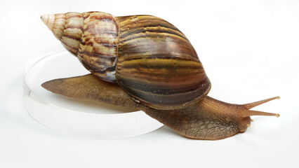 snail on white background