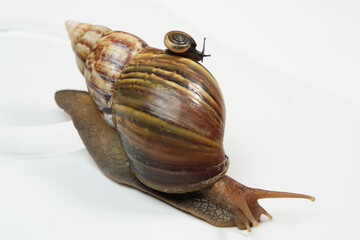 snail on white background