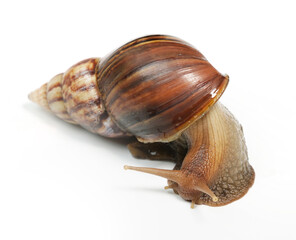 snail on white background
