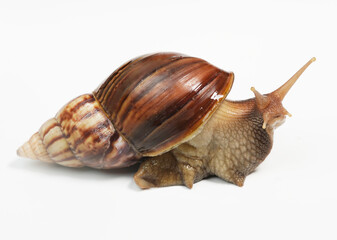 snail on white background