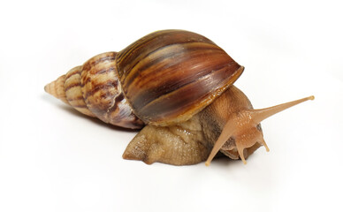 snail on white background