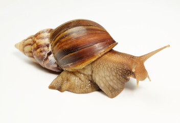 snail on white background